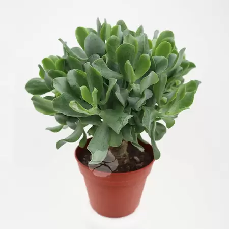 Crassula Arborescens | Geldboom