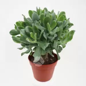 Crassula Arborescens | Geldboom