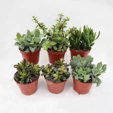 Crassula gemengd Assorti.