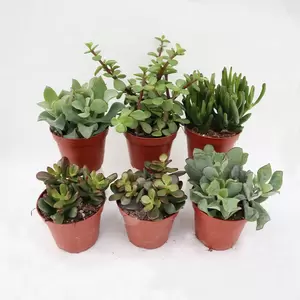 Crassula gemengd Assorti.