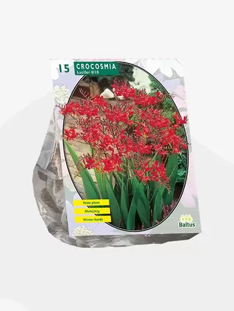 Crocosmia Lucifer per 15