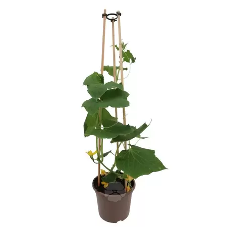 Cucumis Sativus | Komkommerplant P14