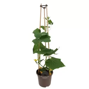 Cucumis Sativus | Komkommerplant P14
