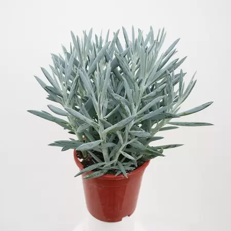 Curio Mount Everest | Kuiskruid Pot15cm H40cm