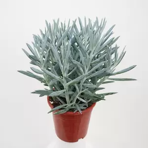 Curio Mount Everest | Kuiskruid Pot15cm H40cm