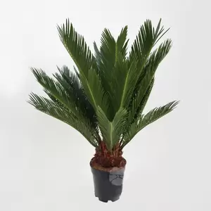 Cycas Revoluta | Palmvaren Pot14cm