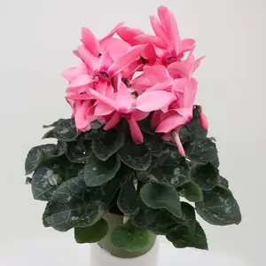 Cyclaam Pot13cm H35cm - multi - afbeelding 2