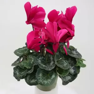 Cyclaam Pot13cm H35cm - multi - afbeelding 5