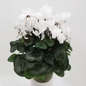 Cyclaam Pot13cm H35cm - multi - afbeelding 6