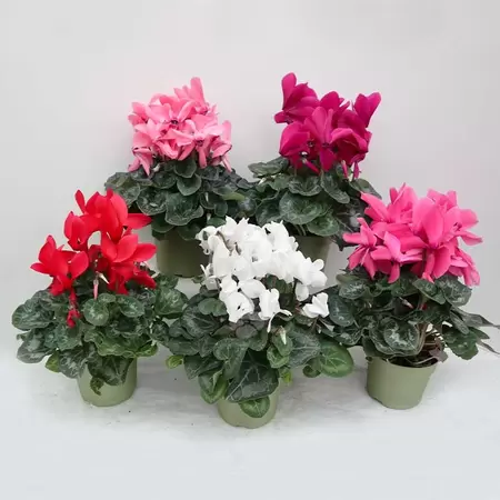 Cyclaam Pot13cm H35cm - multi - afbeelding 1