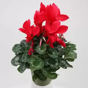 Cyclaam Pot13cm H35cm - multi - afbeelding 3