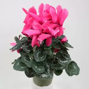 Cyclaam Pot13cm H35cm - multi - afbeelding 4