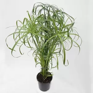 Cyperus Alternifolius | Parapluplant