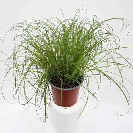 Cyperus Alternifolius 'Zumula' | Kattengras