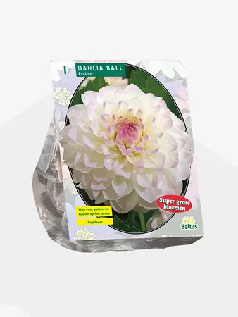 Dahlia Ball Eveline per 1