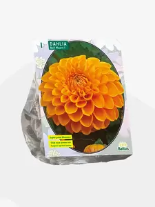 Dahlia Ball Maarn per 1
