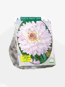 Dahlia Cactus Crazy Love per 1