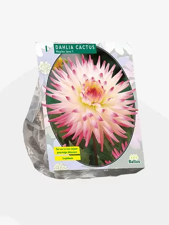 Dahlia Cactus Hayley Jane per 1