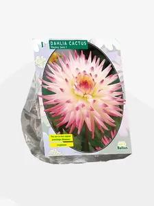 Dahlia Cactus Hayley Jane per 1