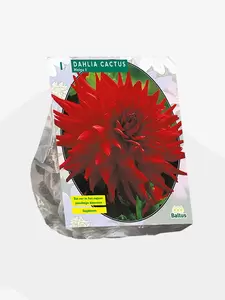 Dahlia Cactus Helga per 1