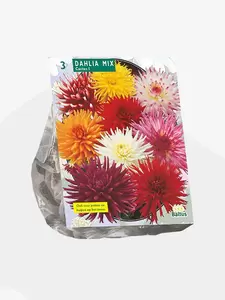 Dahlia Cactus Mixed per 3