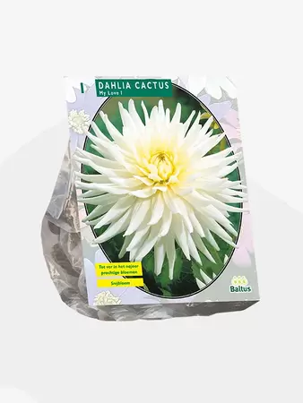 Dahlia Cactus My Love per 1