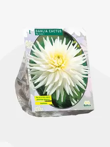 Dahlia Cactus My Love per 1
