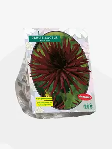 Dahlia Cactus Nuit d'ete per 1