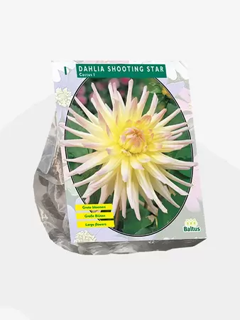 Dahlia Cactus Shooting Star per 1