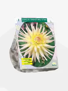 Dahlia Cactus Shooting Star per 1