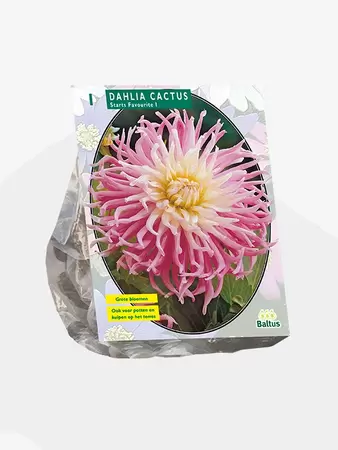 Dahlia Cactus Stars Favourite per 1