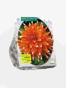 Dahlia Cactus Colour Spectacle per 1