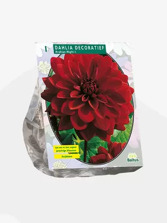 Dahlia Decoratief Arabian Night per 1