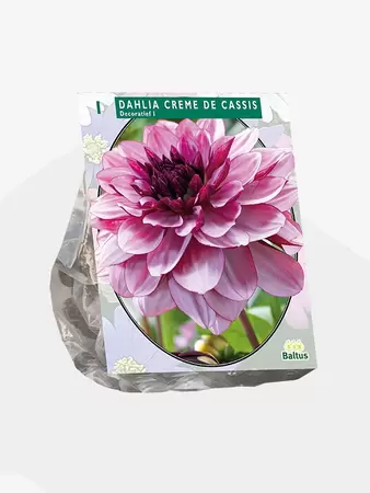 Dahlia Decoratief Creme de Cassis per 1