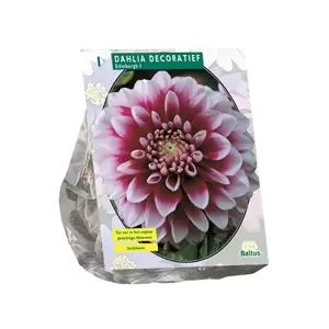 Dahlia Decoratief Edinburgh per 1