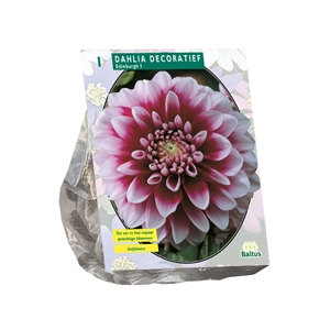 Dahlia Decoratief Edinburgh per 1