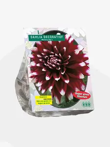 Dahlia Decoratief Mistery Day per 1