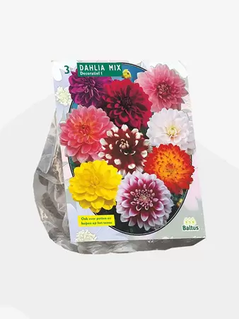 Dahlia Decoratief Mixed per 3