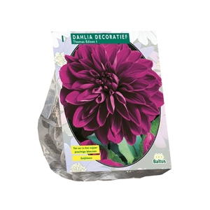 Dahlia Decoratief Thomas Edison per 1