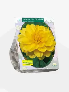 Dahlia Decoratief Glory of Heemstede per 1