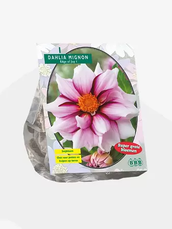 Dahlia Mignon Edge of joy per 1