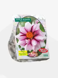 Dahlia Mignon Edge of joy per 1