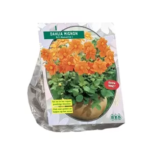 Dahlia Mignon G.F. Hemerick per 1