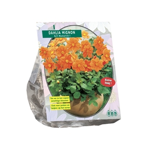 Dahlia Mignon G.F. Hemerick per 1