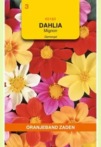 Dahlia, Mignon gemengd Oranjeband - afbeelding 1