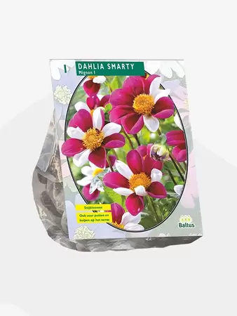 Dahlia Mignon Smarty per 1