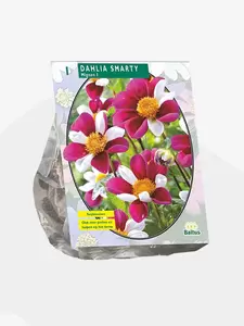 Dahlia Mignon Smarty per 1