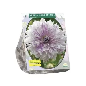 Dahlia Decoratief Mom's Special per 1