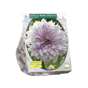 Dahlia Decoratief Mom's Special per 1