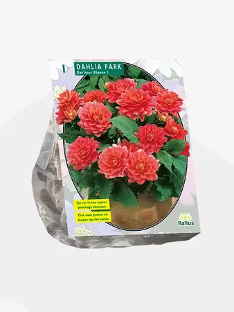 Dahlia Park Berliner Kleene per 1